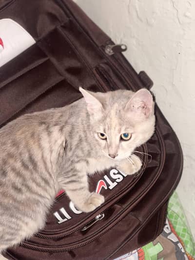 breed: dragon li age: 4 months only cash