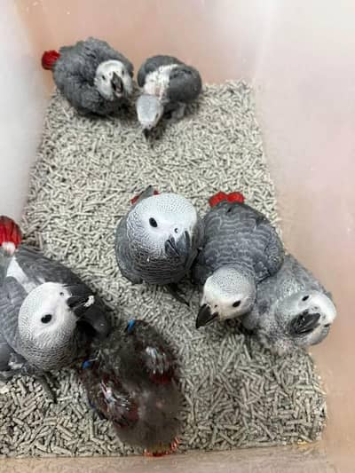 African grey parrot chicks for sale (03216170994)