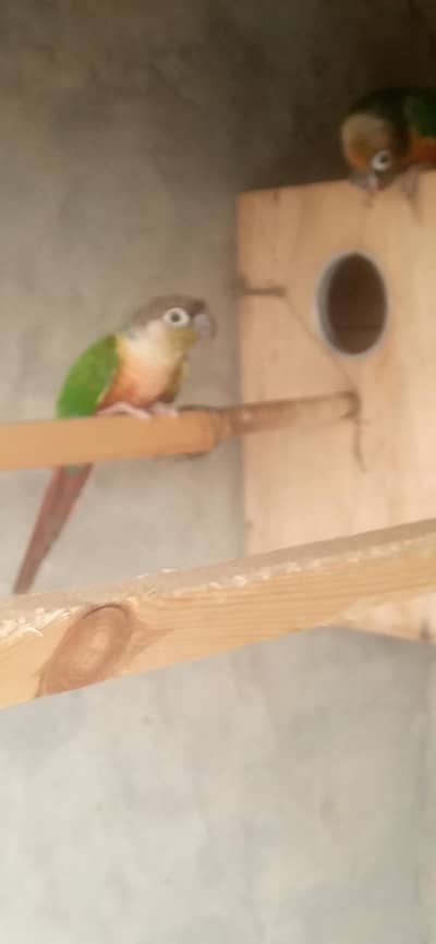 green chick yellow sided conure high red factor . 03020729311
