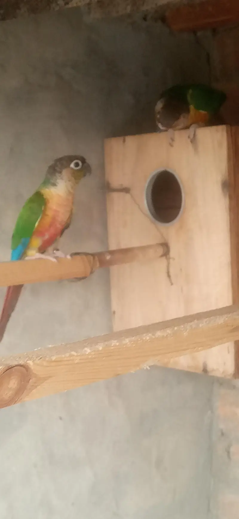 green chick yellow sided conure high red factor . 03020729311 — photo 2