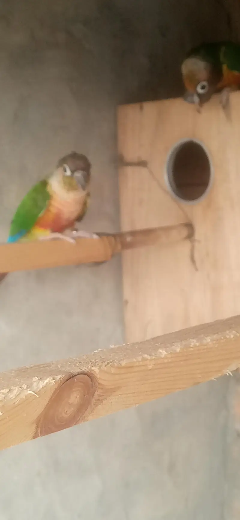 green chick yellow sided conure high red factor . 03020729311 — photo 3