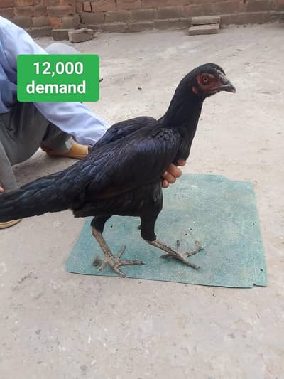 1 Black thai and 1 pkoyaii thai female for sale
