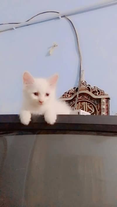blue eyes han full presion ha 03136303216