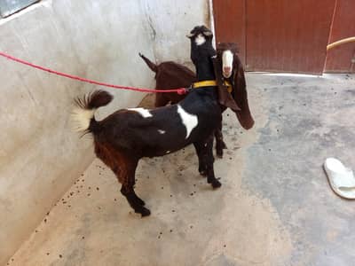 kamori Bakra & bakri