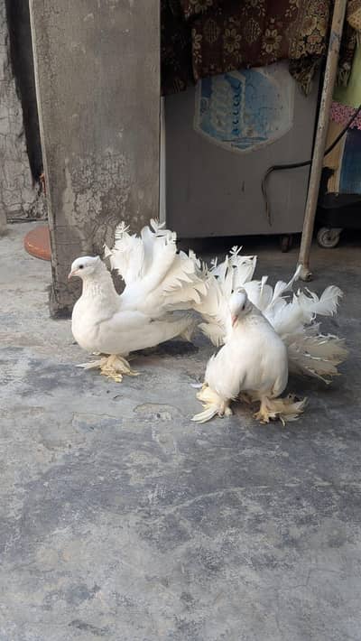American Double Tail Breeder Pair
