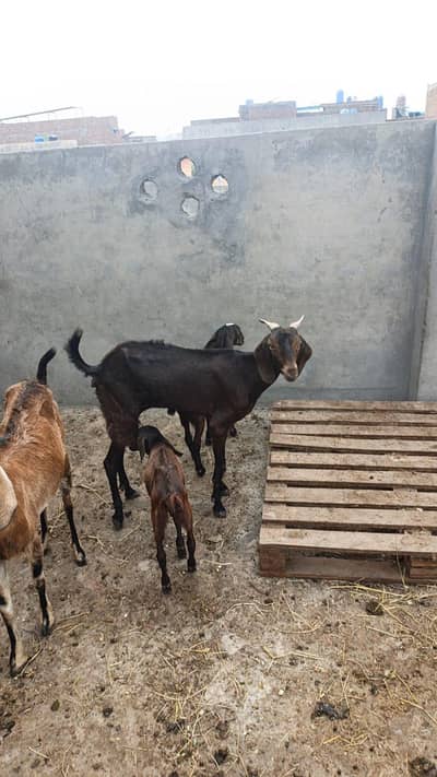 Bakri with baby 03264327019