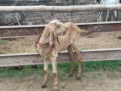I Want to sale my Goats Path