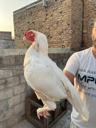 High Quality paper White Breeder