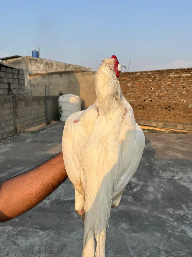 High Quality paper White Breeder — photo 3