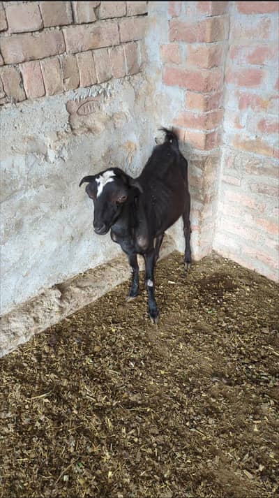 tadi bakra bakri pair for sale