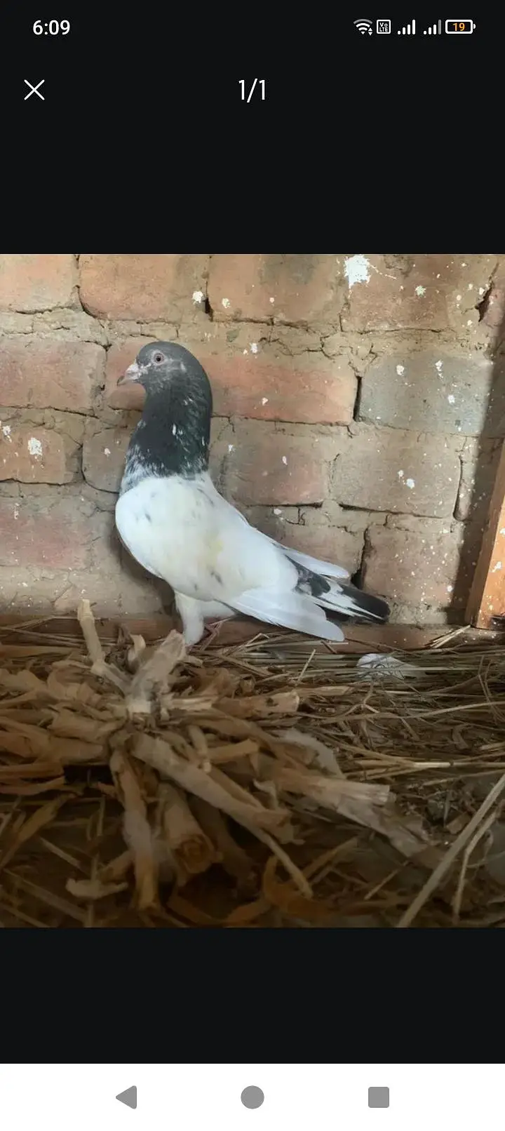 pure teddy female for sale — photo 2