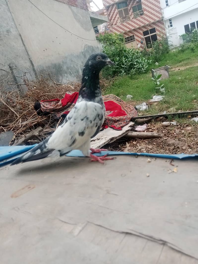 taddy 0
