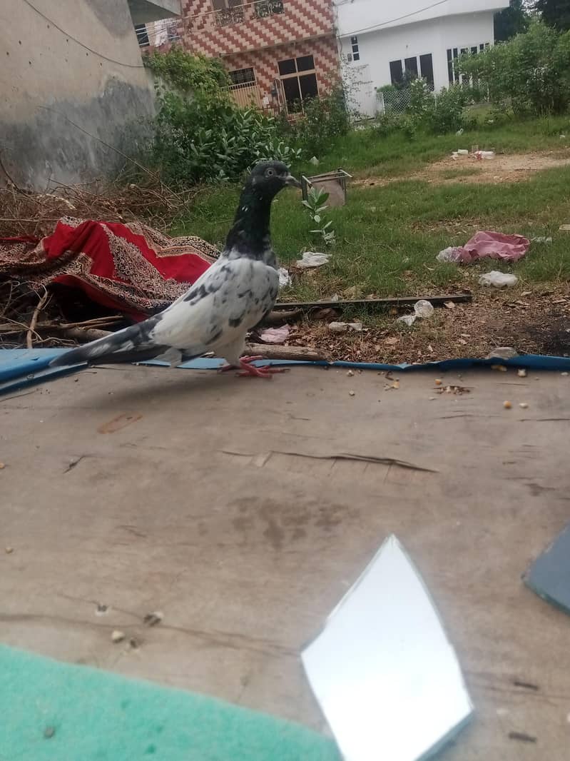 taddy 2