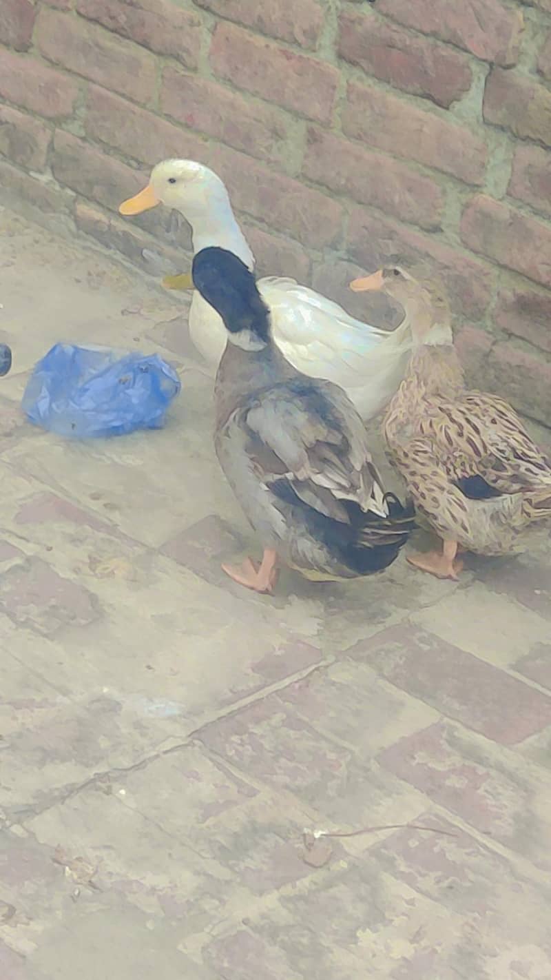 3 Ducks 0