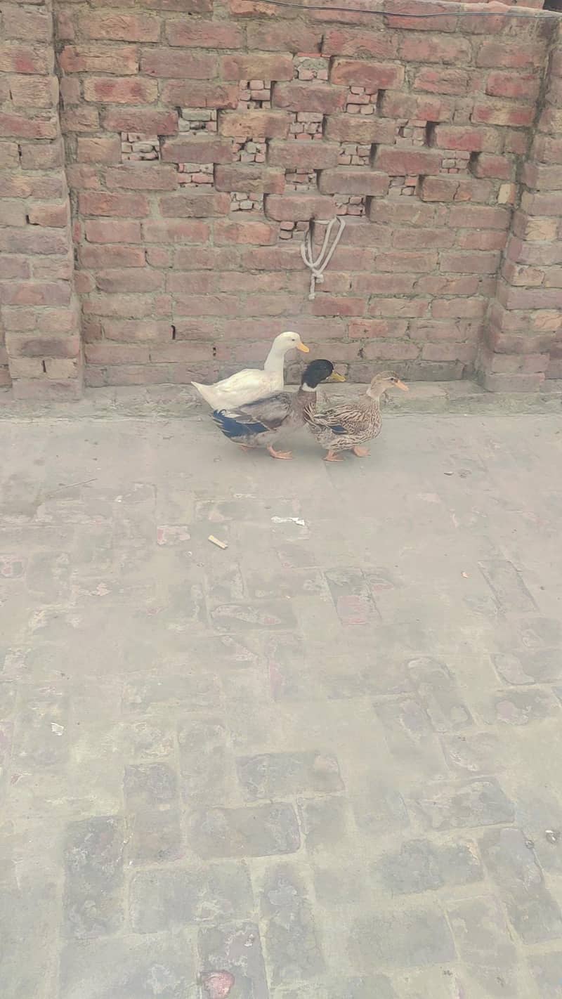 3 Ducks 1