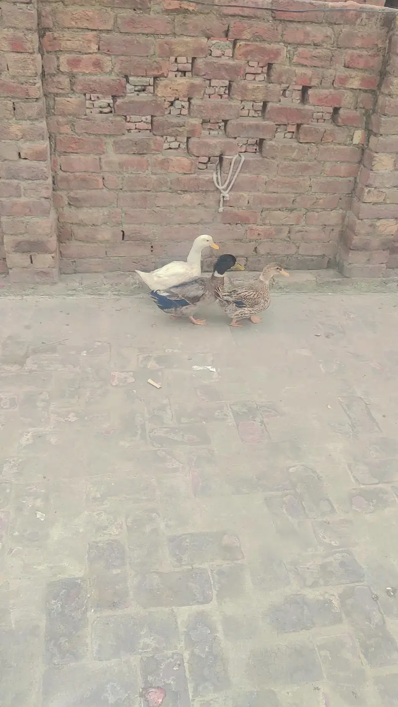 3 Ducks — photo 2