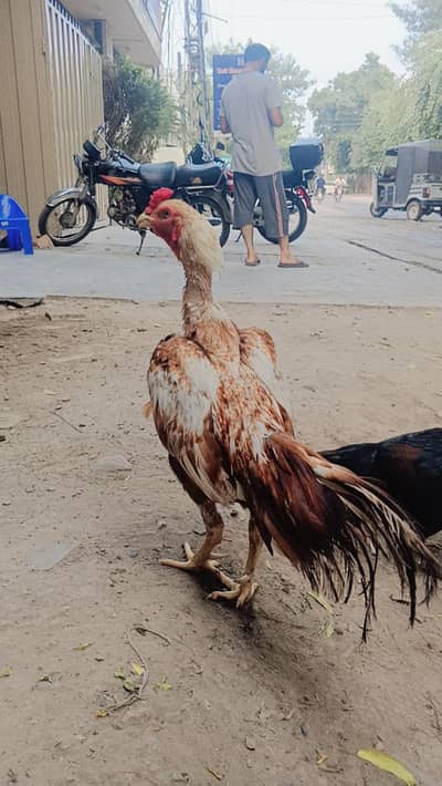 Aseel birds for sale
