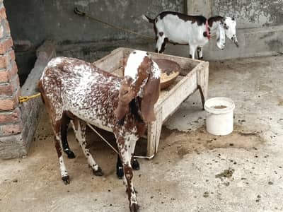 ik bakri sath uski path ur ik Bakra Jo 2027 ki qurbani ho skta