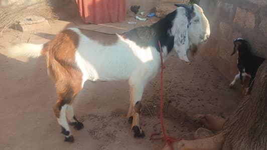Bakra For Sale