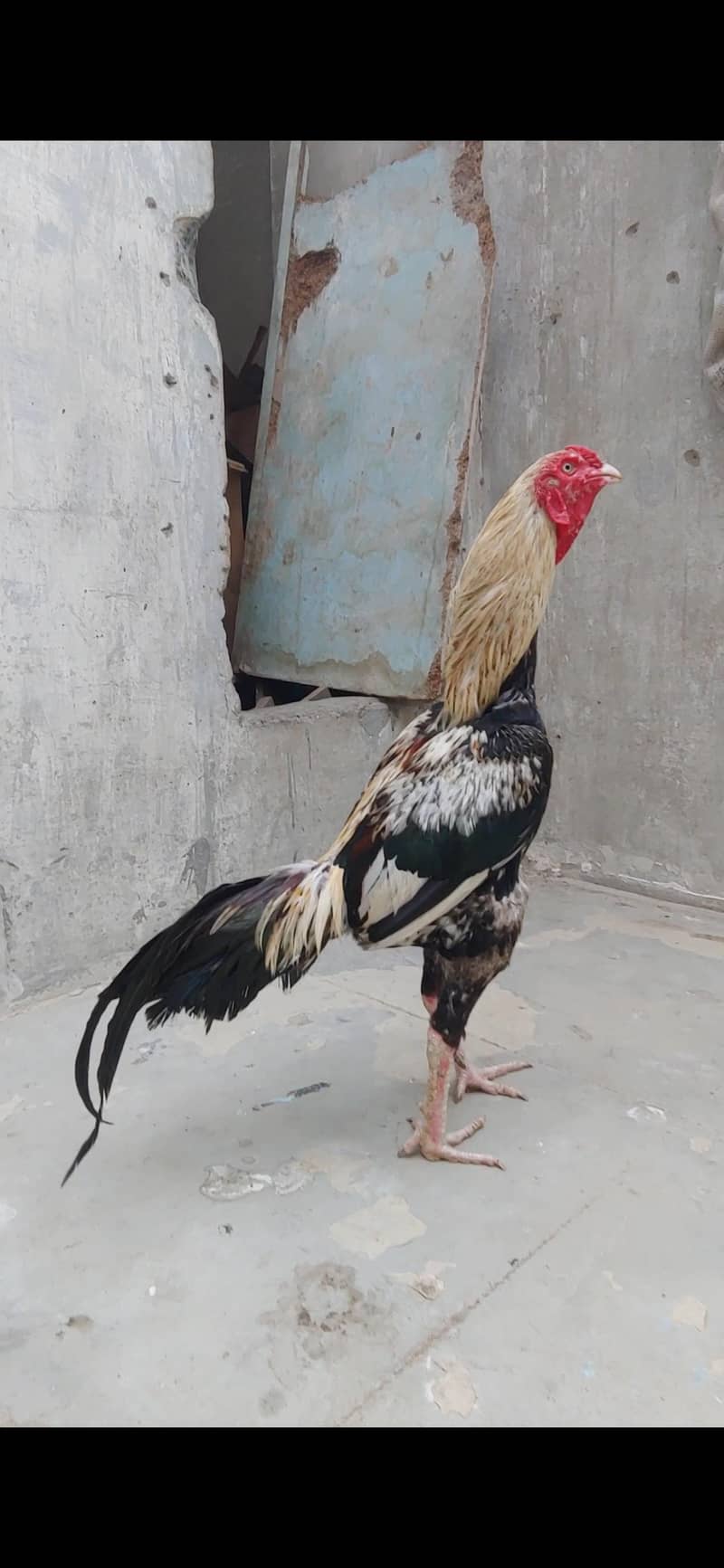 Jawa murga 4