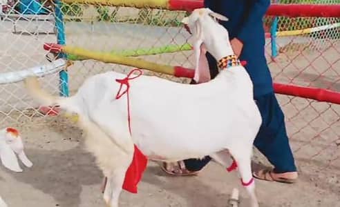 3 Bacchon Ka Sath Desi Bakri For Sale ,,03230718297