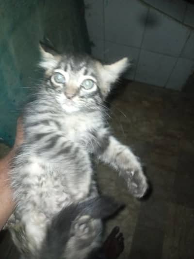 Kitten For Sale