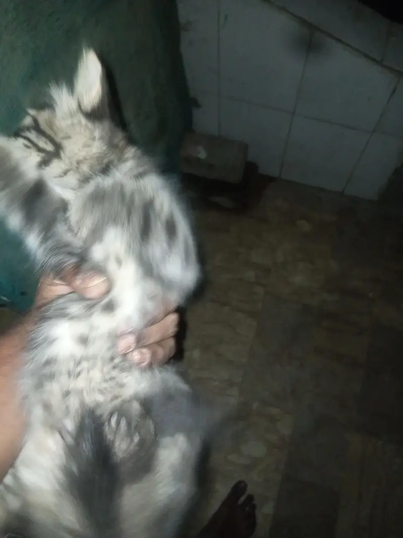 Kitten For Sale — photo 2