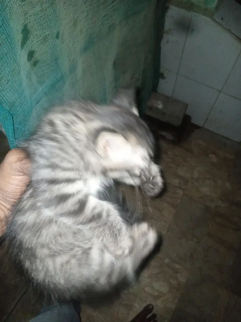 Kitten For Sale — photo 3