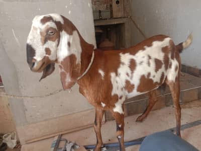 Beautiful Desi Bakri