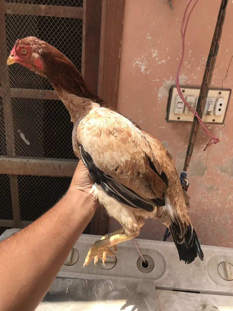 Full jumbo size madi murgi morgi female aseel — photo 2