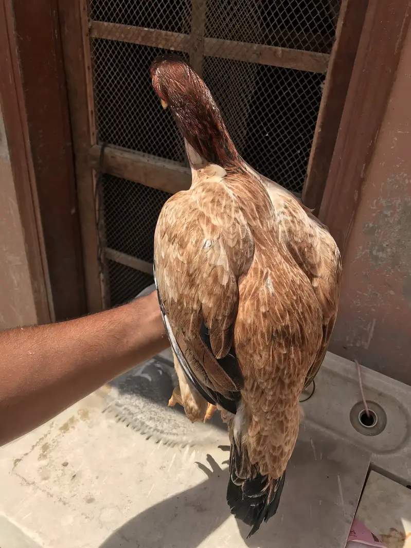 Full jumbo size madi murgi morgi female aseel — photo 3