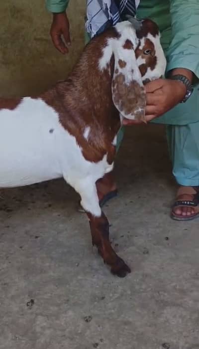 Breeder Goats