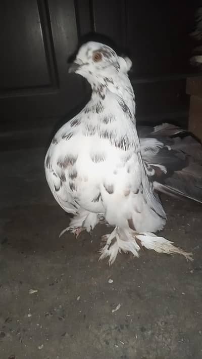 Laky  pair for sell or extra male for sell video bi hai 0312/496/21/95