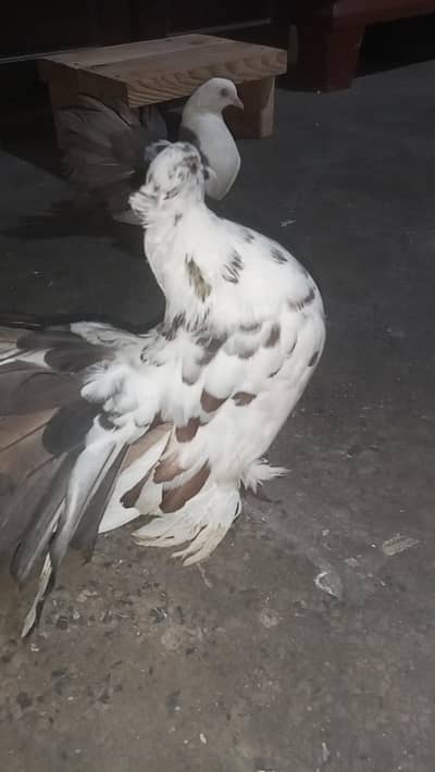 Laky pair for sell or extra male for sell