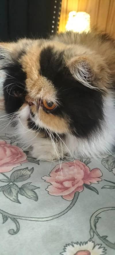 Imported Persian female adult cat | CFA Bloodline | Premium Quality