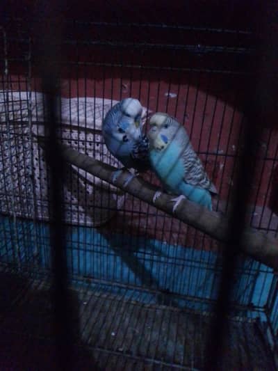 exzivishan mail king ki female 2piar price 800final