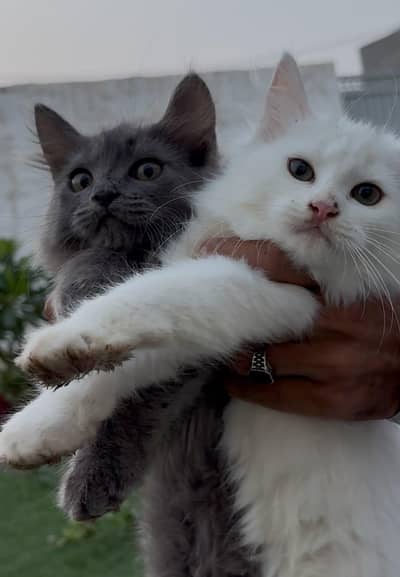 Beautiful Persian Pair triple coated