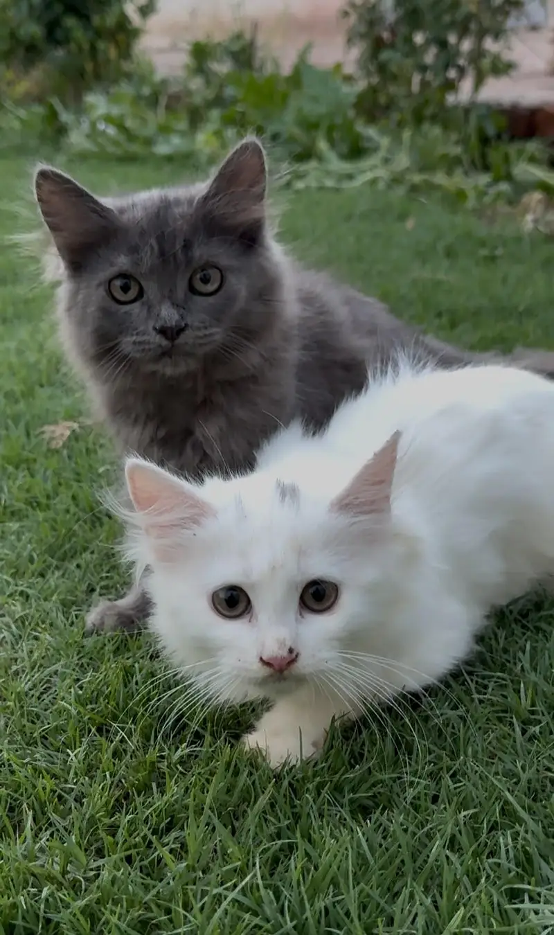 Beautiful Persian Pair triple coated — photo 2