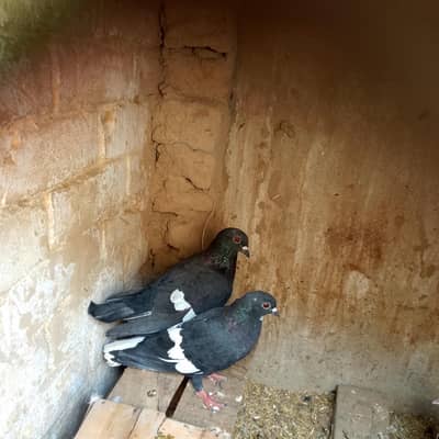 kala Ketla pair Health & Active