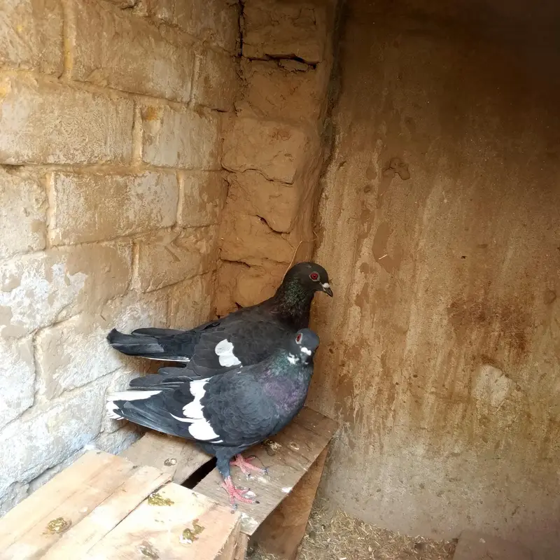 kala Ketla pair Health & Active — photo 2