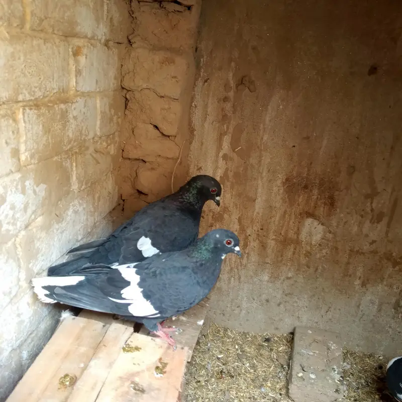 kala Ketla pair Health & Active — photo 3
