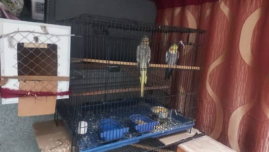 Grey Cockatiel Breeding Pair with Cage & Nest Box