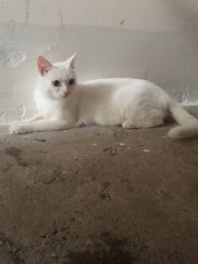 cat for sale female