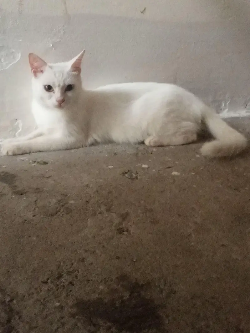 cat for sale female — photo 2
