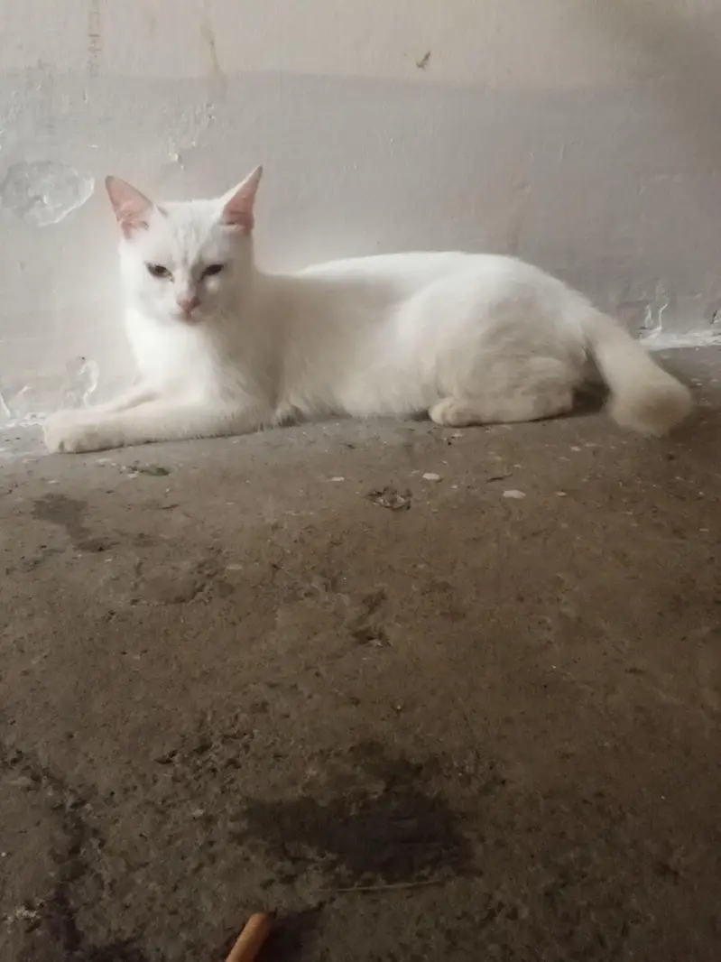 cat for sale female — photo 3