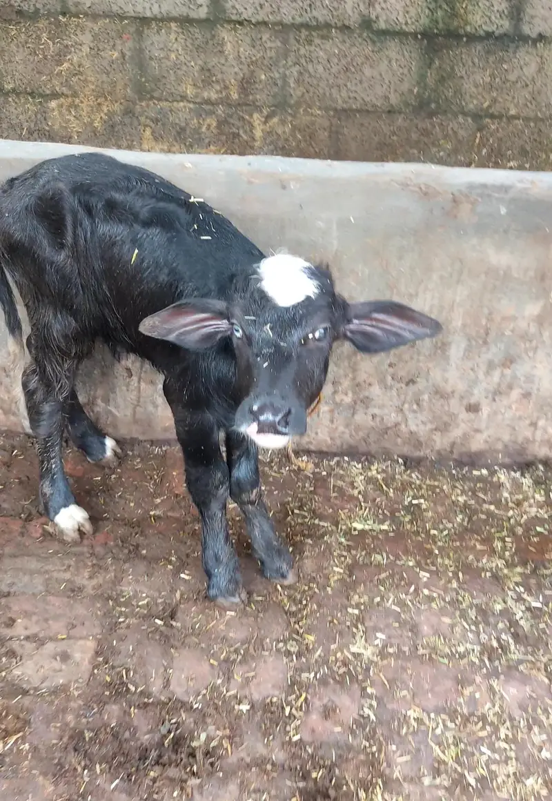 Nili ravi cross joti for sale — photo 4