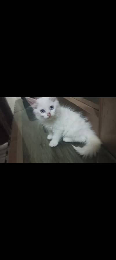 blue eyes
