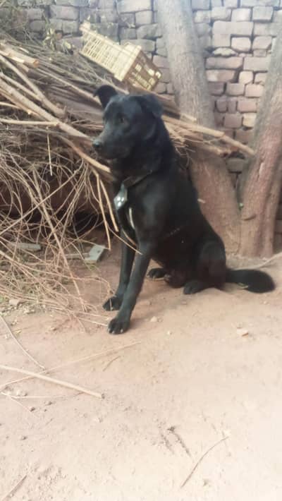 Best guard dog for opne Plots or Hawallis