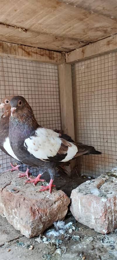 chira pair age only 1 year no 03098359602