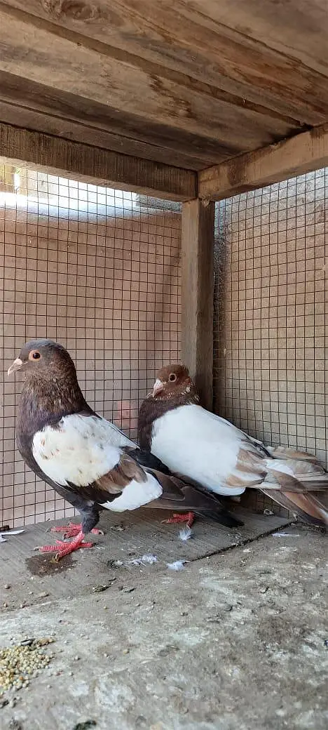 chira pair age only 1 year no 03098359602 — photo 2